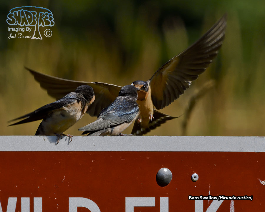 Barn Swallow - Hirundo rustica