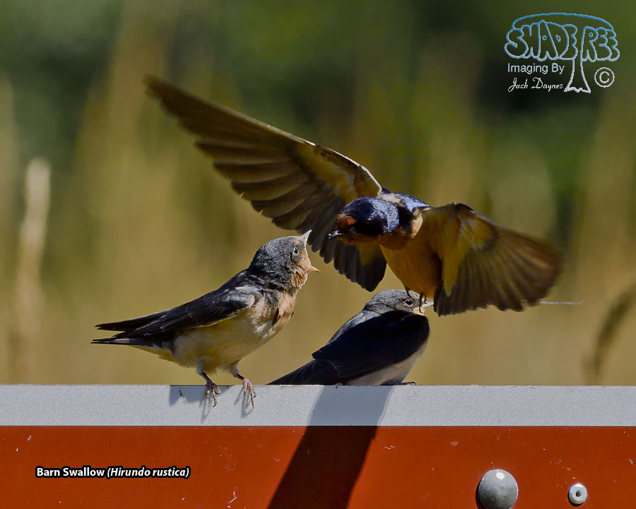 Barn Swallow - Hirundo rustica