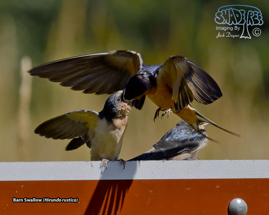 Barn Swallow - Hirundo rustica