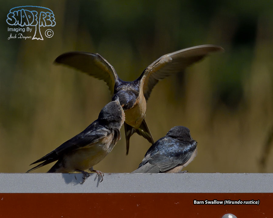 Barn Swallow - Hirundo rustica