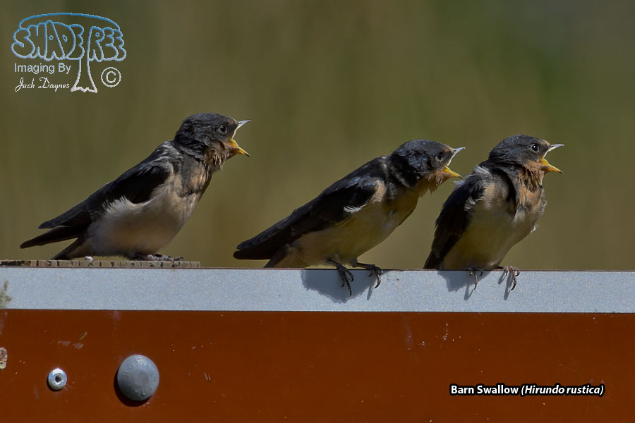 Barn Swallow - Hirundo rustica