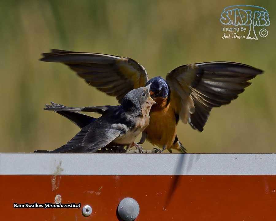 Barn Swallow - Hirundo rustica