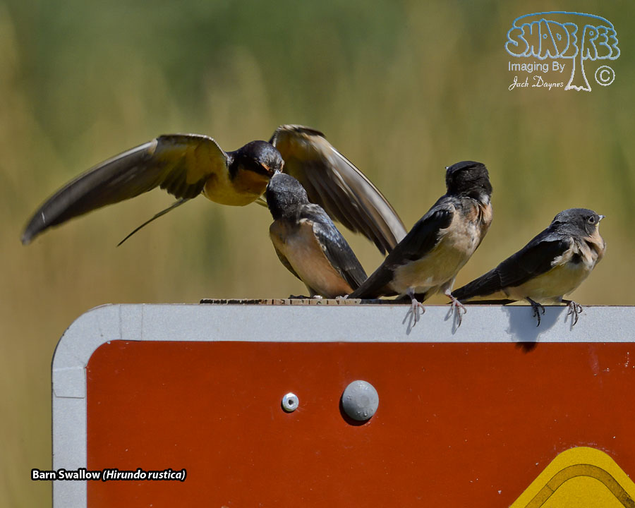 Barn Swallow - Hirundo rustica