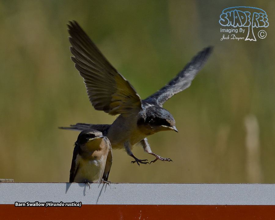 Barn Swallow - Hirundo rustica
