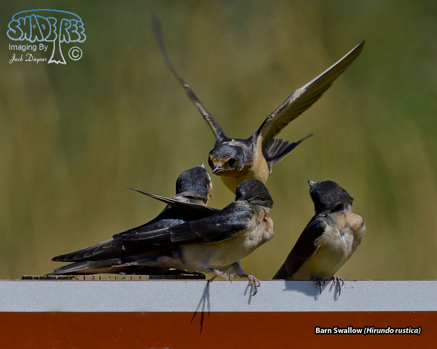 Barn Swallow - Hirundo rustica
