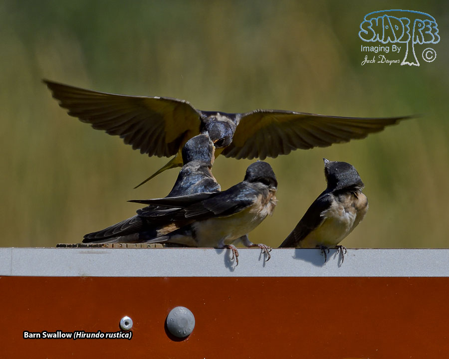 Barn Swallow - Hirundo rustica