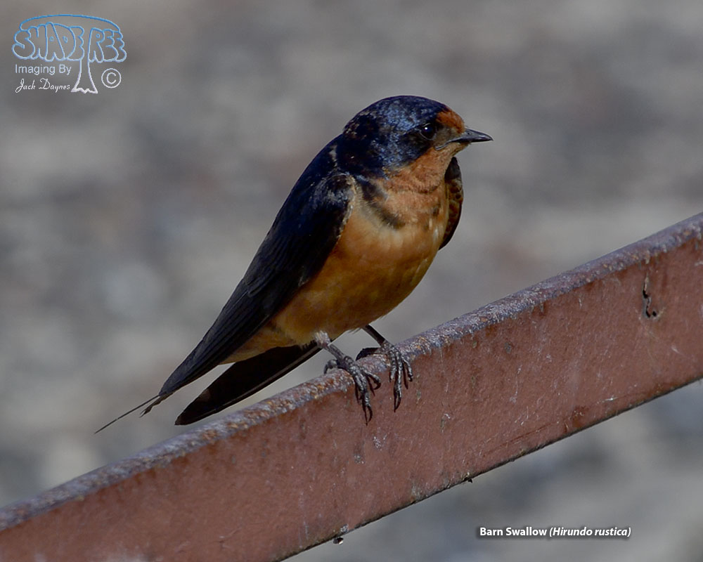Barn Swallow - Hirundo rustica