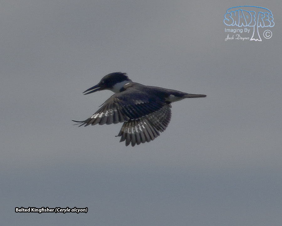 Belted Kingfisher - Ceryle alcyon