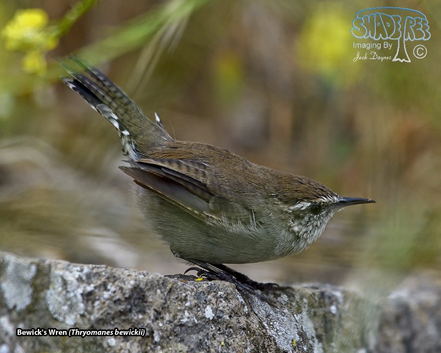 Bewick's Wren - Thryomanes bewickii