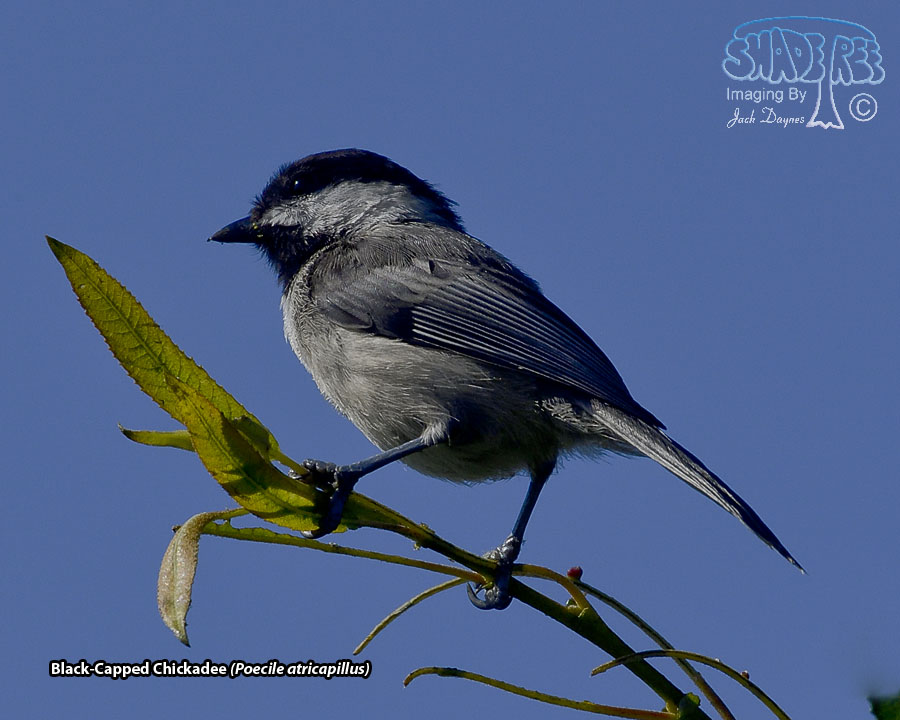 Black-Capped Chickadee - Poecile atricapillus