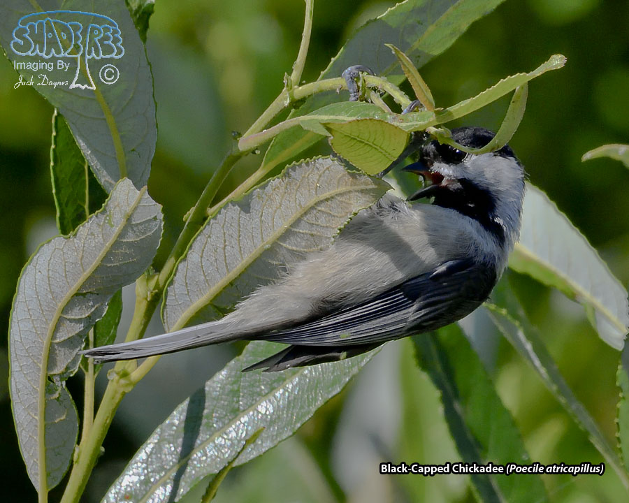 Black-Capped Chickadee - Poecile atricapillus
