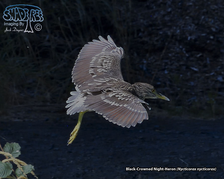 Black-Crowned Night-Heron - Nycticorax nycticorax