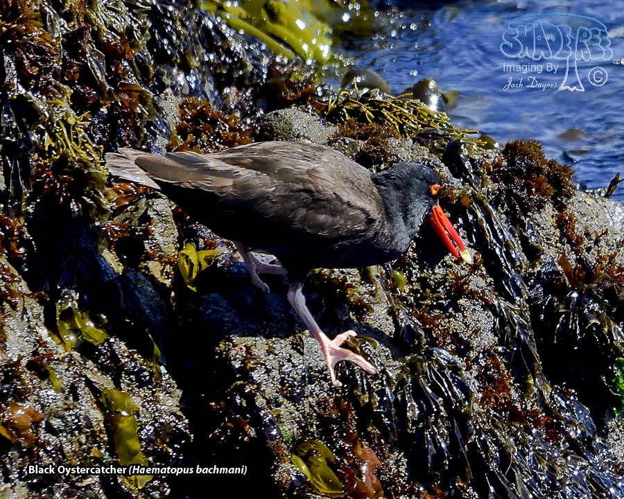 Black Oystercatcher - Haematopus bachmani