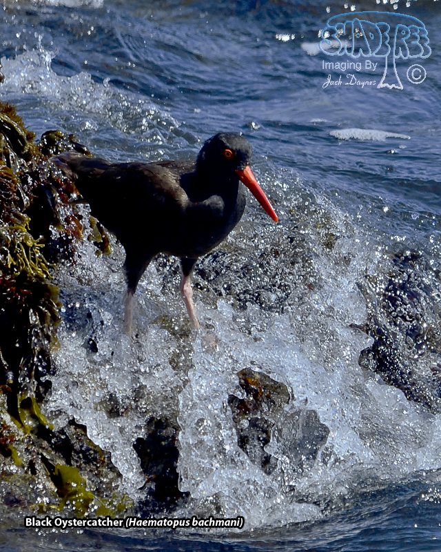 Black Oystercatcher - Haematopus bachmani