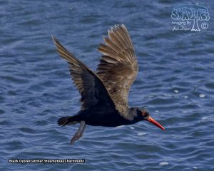 2019-07-29 Piedras Blancas Oystercatchers