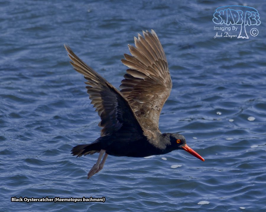 Black Oystercatcher - Haematopus bachmani