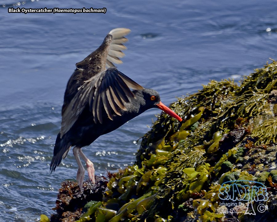 Black Oystercatcher - Haematopus bachmani