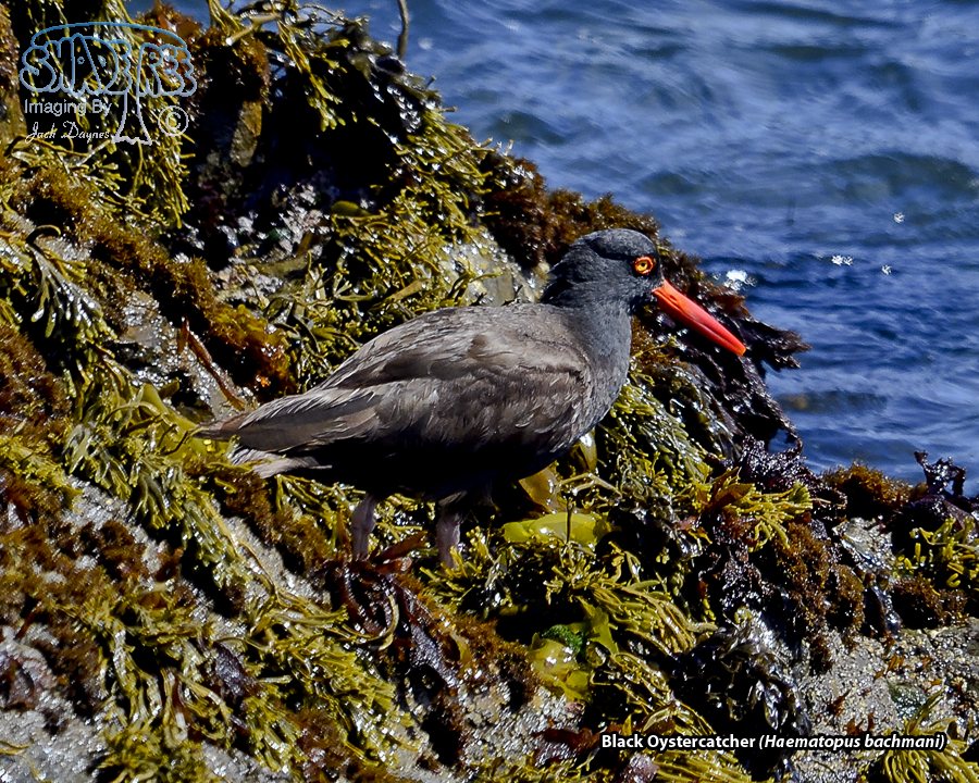 Black Oystercatcher - Haematopus bachmani