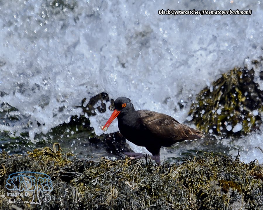 Black Oystercatcher - Haematopus bachmani
