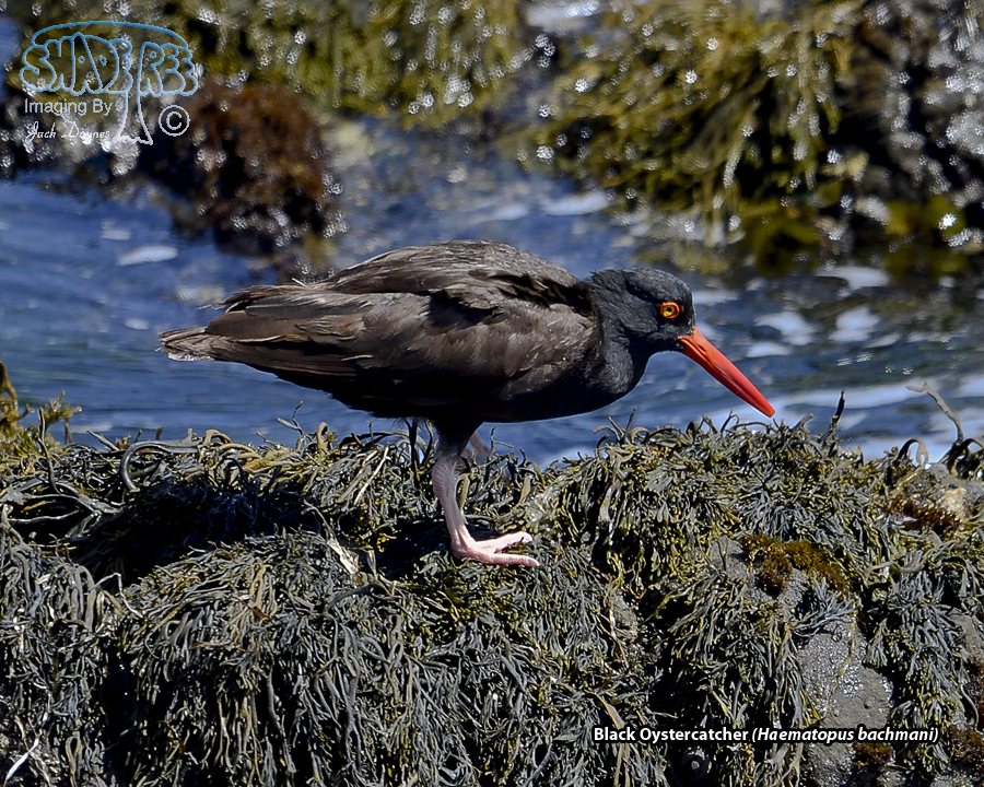 Black Oystercatcher - Haematopus bachmani