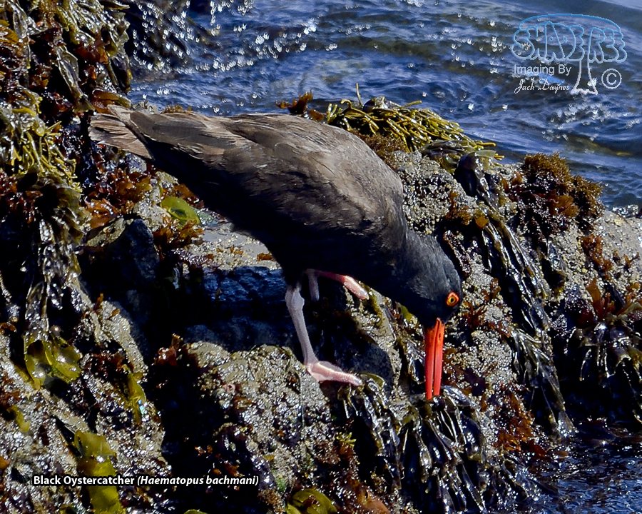 Black Oystercatcher - Haematopus bachmani