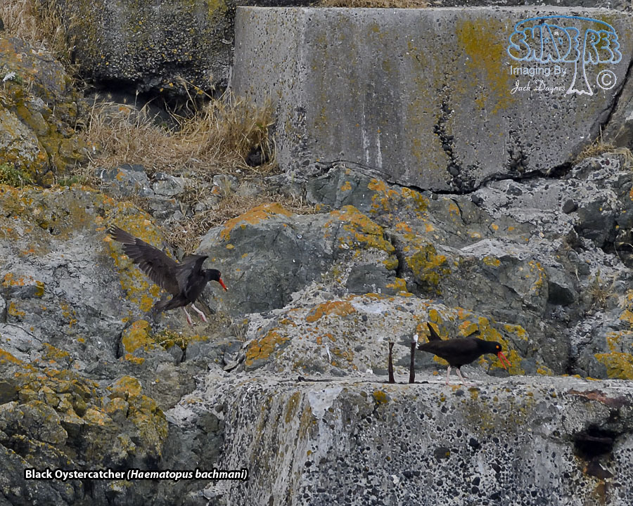 Black Oystercatcher - Haematopus bachmani