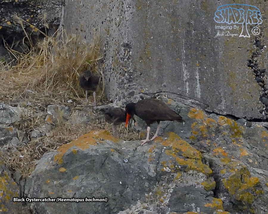 Black Oystercatcher - Haematopus bachmani