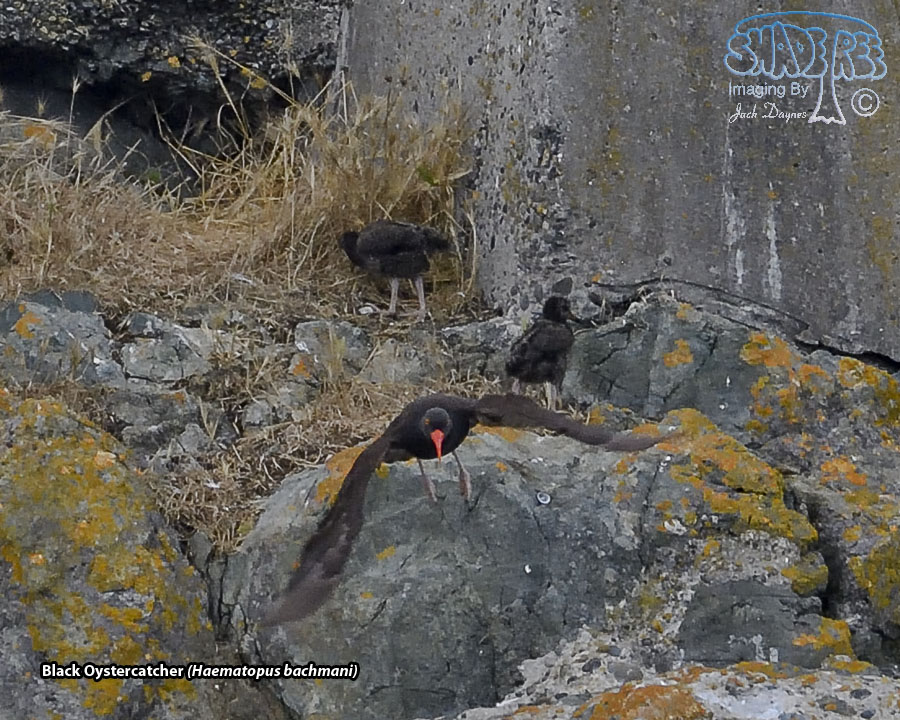 Black Oystercatcher - Haematopus bachmani