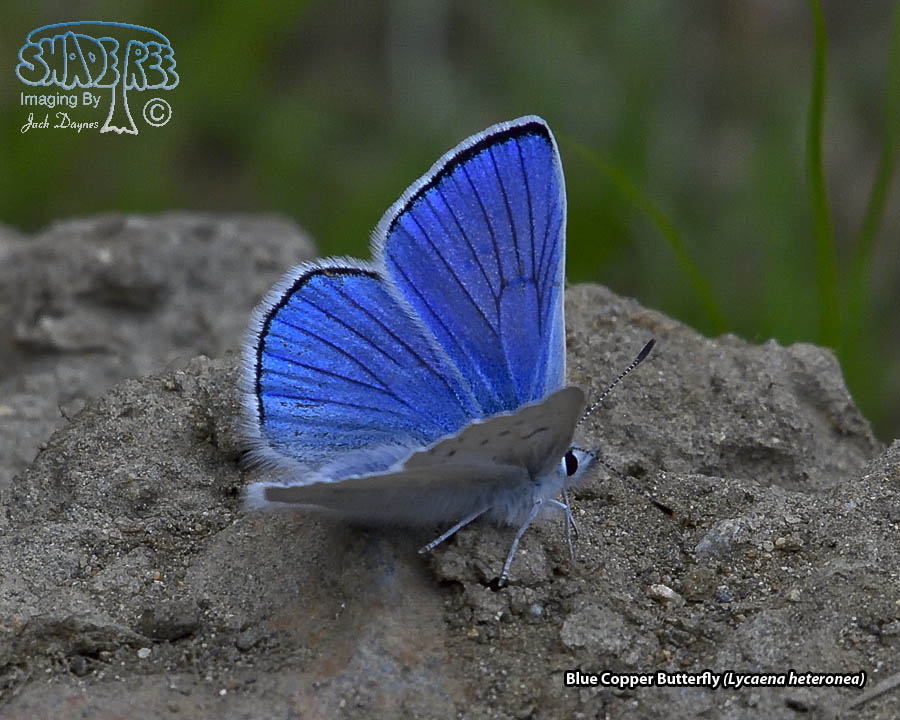 Blue Copper Butterfly - Lycaena heteronea