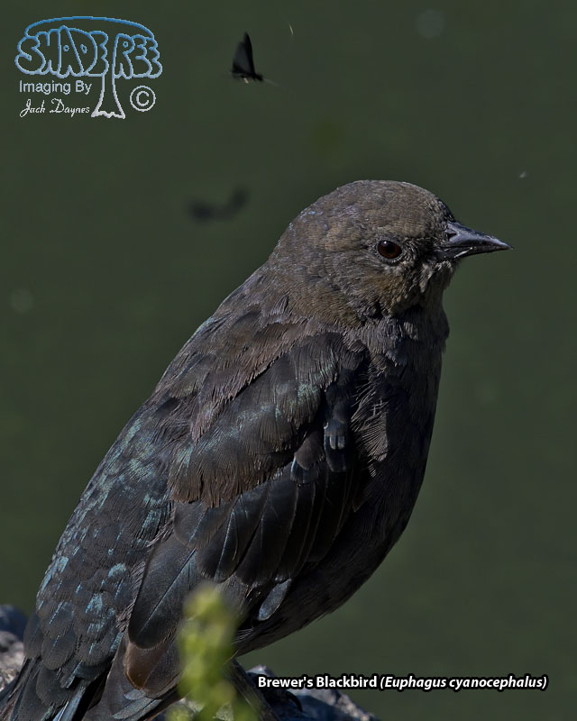 Brewer's Blackbird - Euphagus cyanocephalus