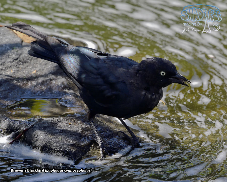 Brewer's Blackbird - Euphagus cyanocephalus