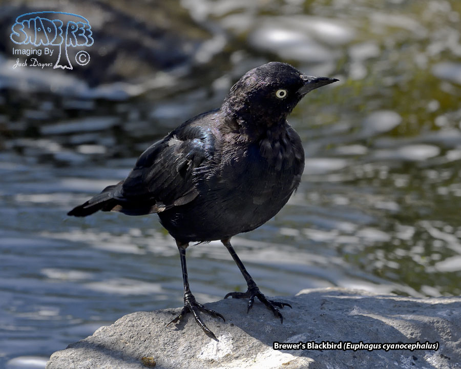 Brewer's Blackbird - Euphagus cyanocephalus