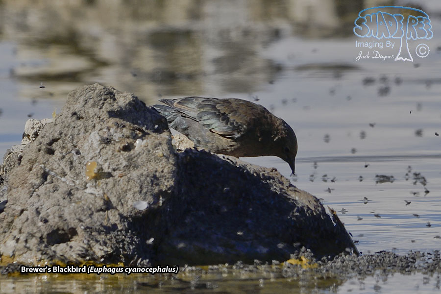 Brewer's Blackbird - Euphagus cyanocephalus