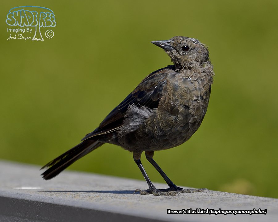 Brewer's Blackbird - Euphagus cyanocephalus