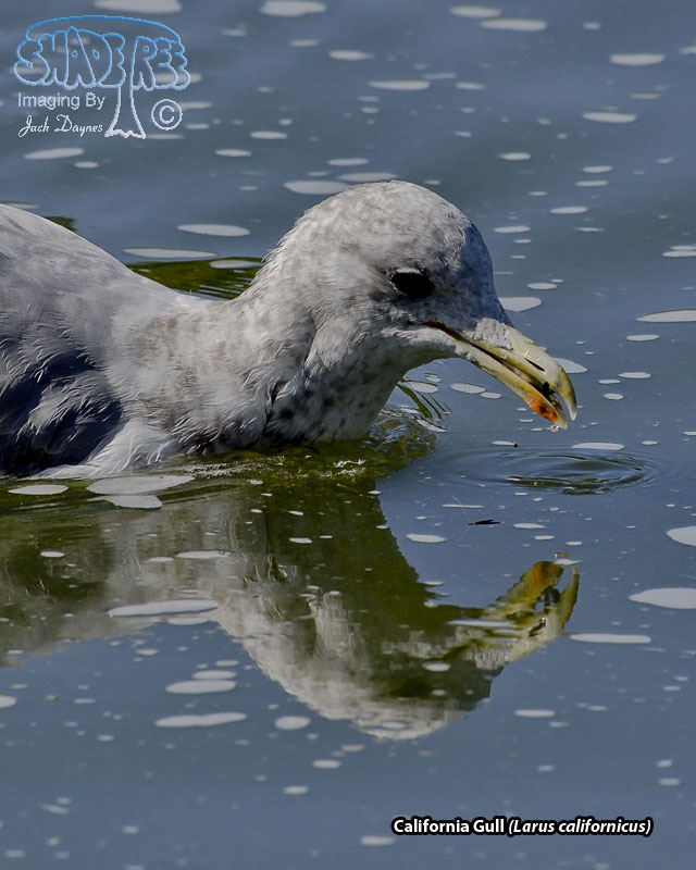 California Gull - Larus californicus