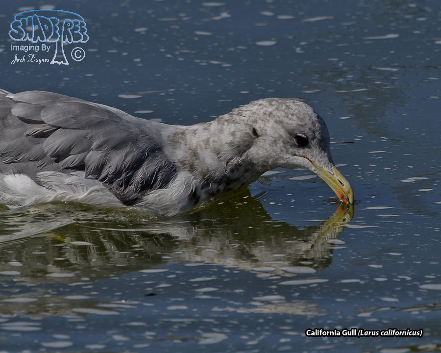 California Gull - Larus californicus