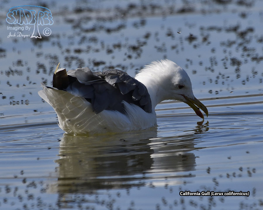 California Gull - Larus californicus