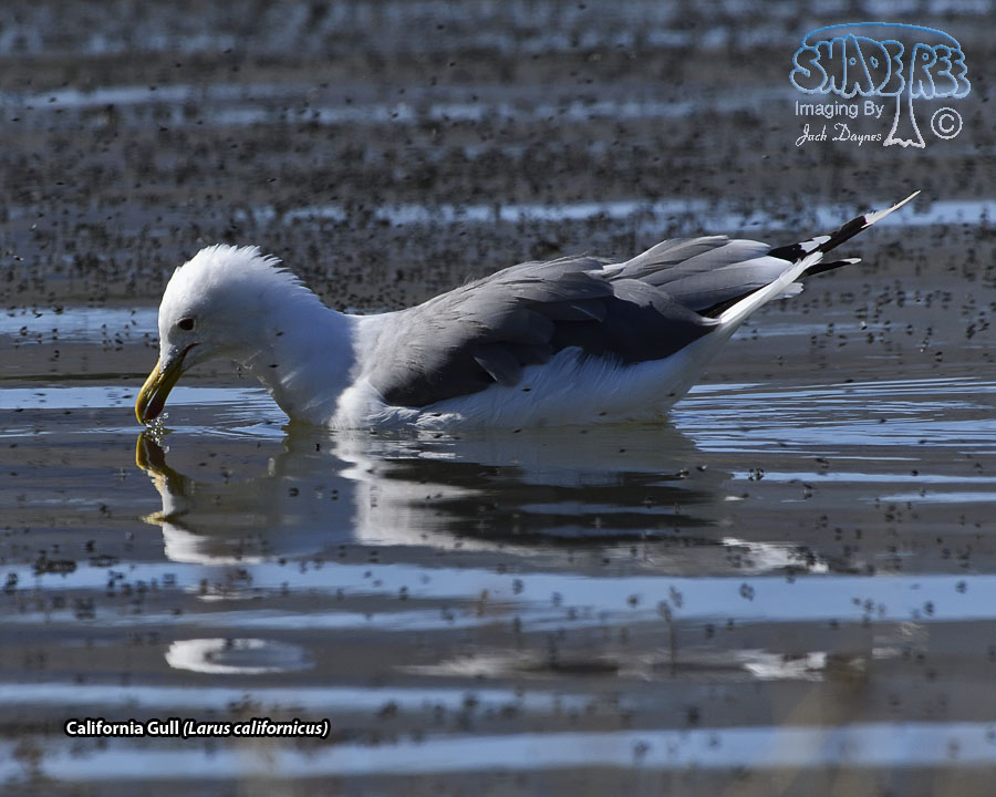 California Gull - Larus californicus