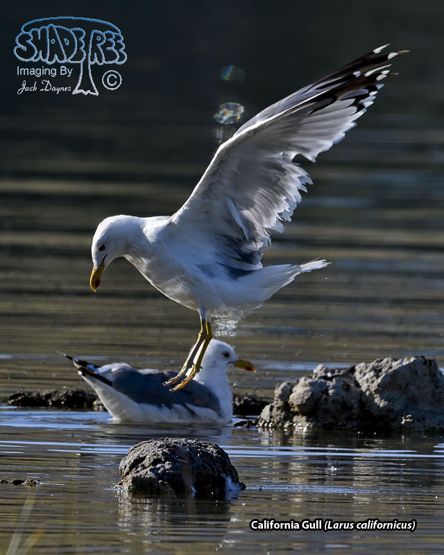 California Gull - Larus californicus