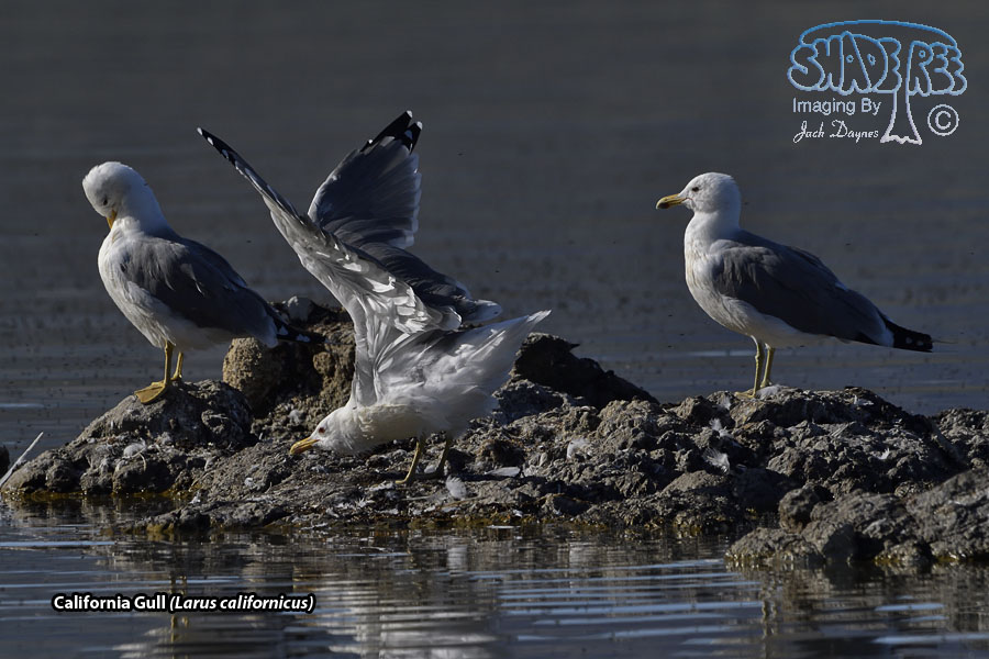 California Gull - Larus californicus