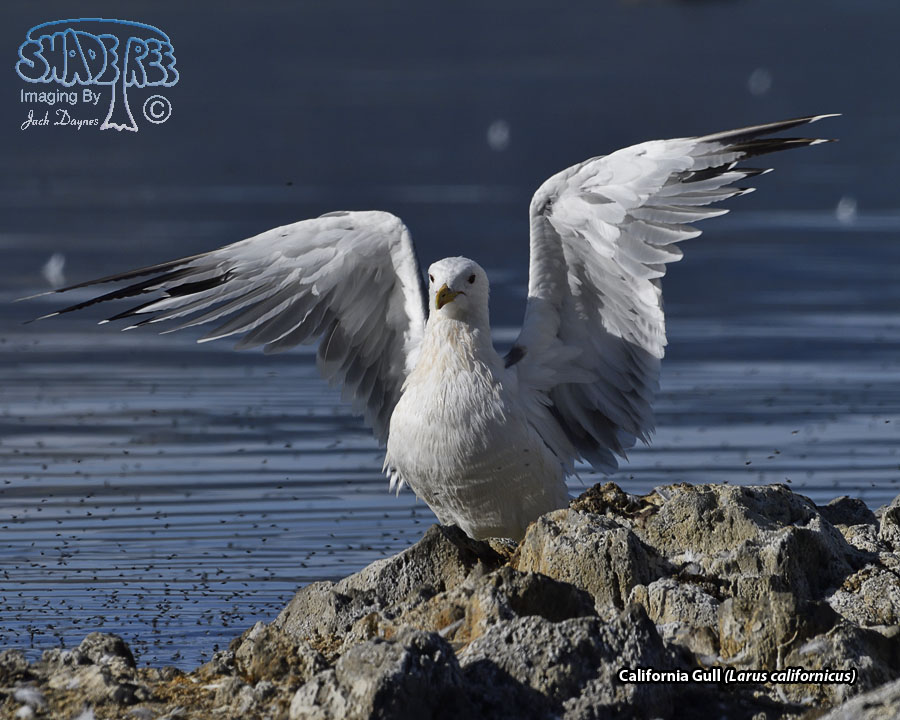 California Gull - Larus californicus