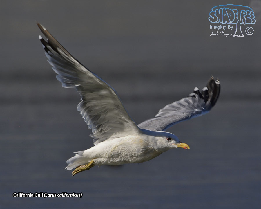 California Gull - Larus californicus