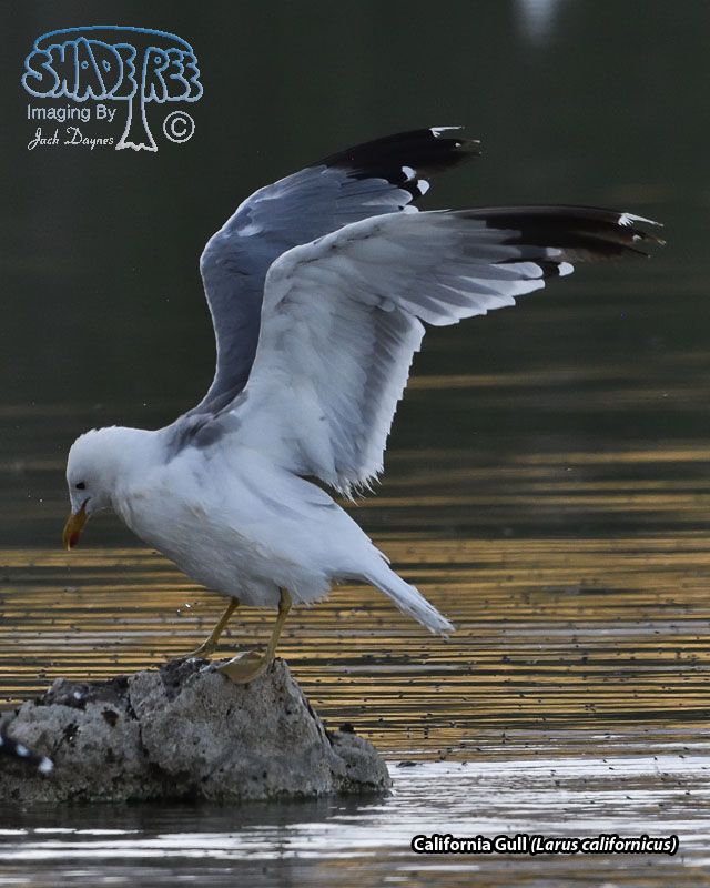 California Gull - Larus californicus