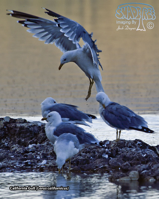 California Gull - Larus californicus