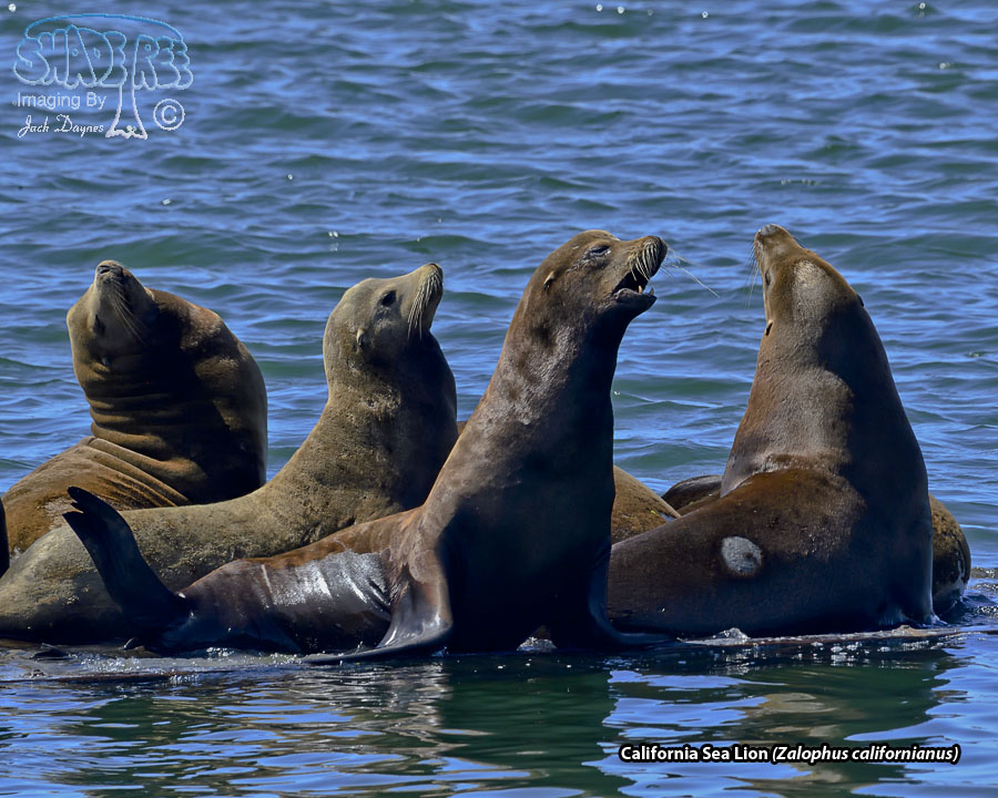 California Sea Lion - Zalophus californianus