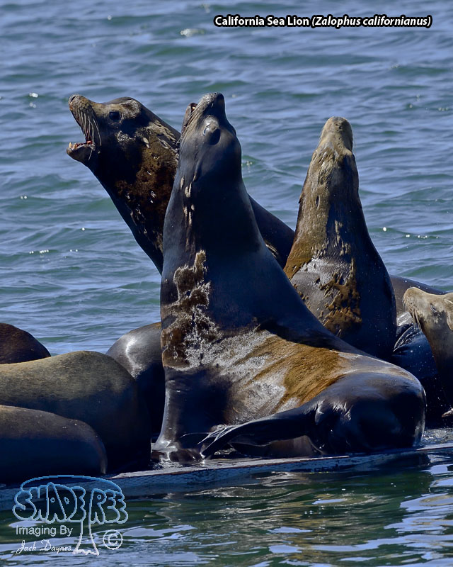 California Sea Lion - Zalophus californianus