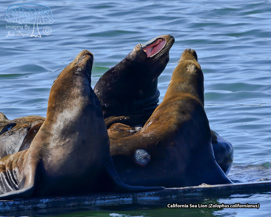 California Sea Lion - Zalophus californianus