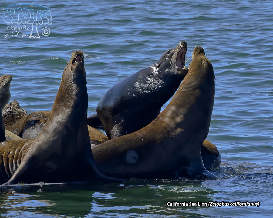 California Sea Lion - Zalophus californianus
