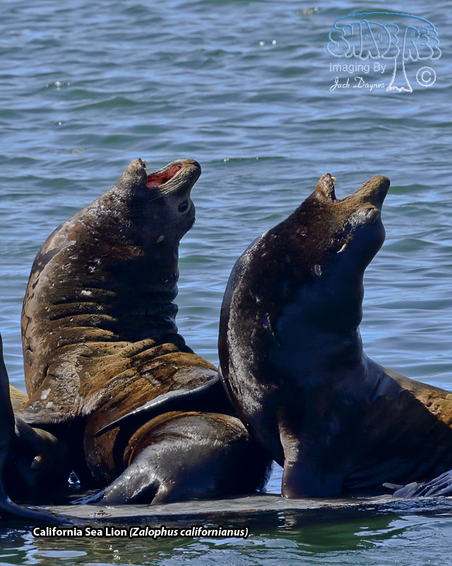 California Sea Lion - Zalophus californianus