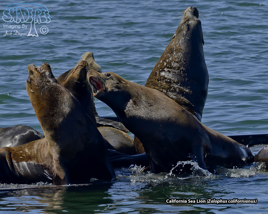 California Sea Lion - Zalophus californianus